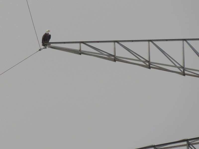 Upon his return the male eagle landed at the top of the transmission tower.