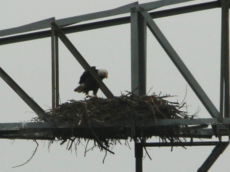 Back at the nest the female stands to stretch her legs.
