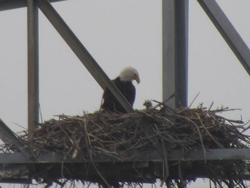 At last we get a good look at one of the eaglets!