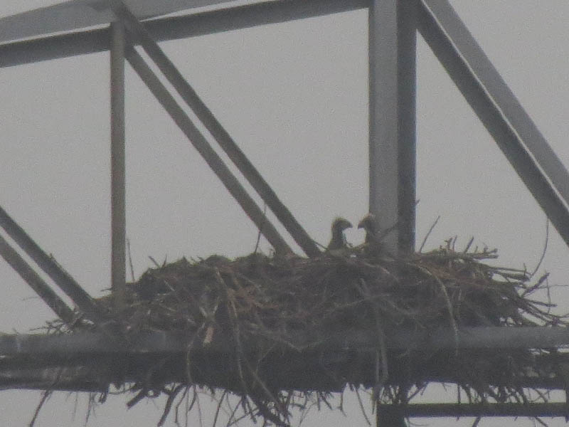 The two young eaglets finally make their appearance.