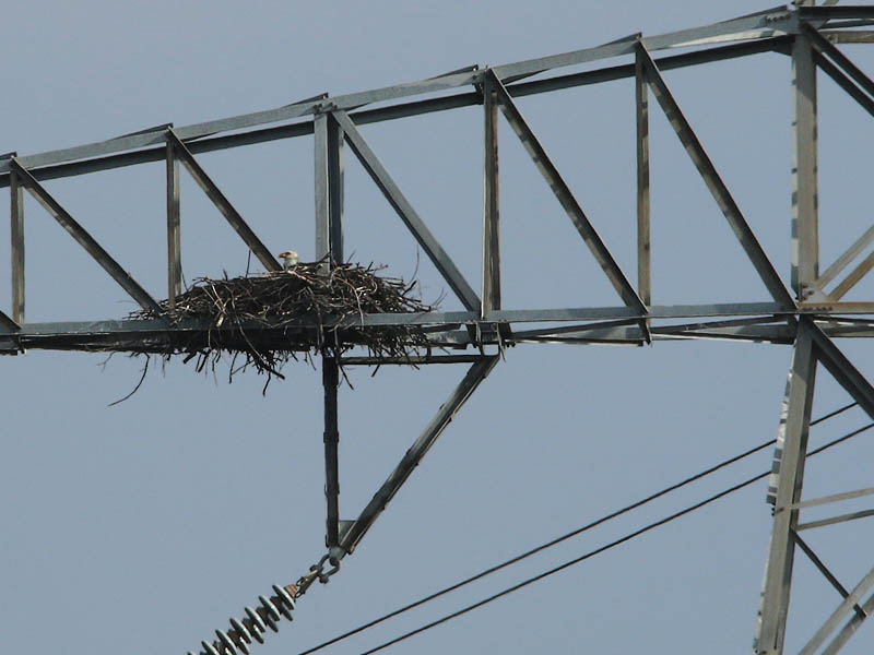 Bald Eagle - Nest: Week Six Evidence?