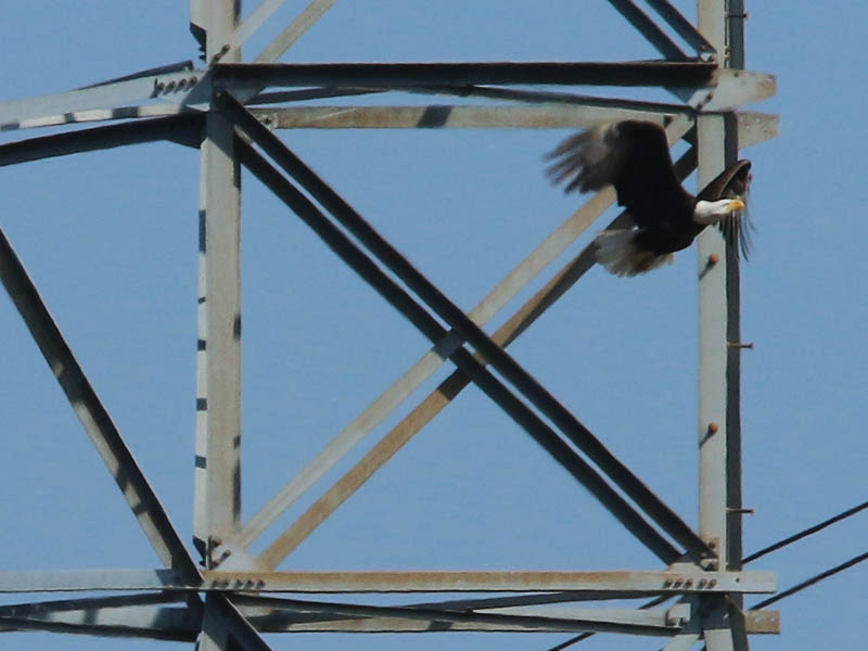Bald Eagle - Nest: Week Six Evidence?