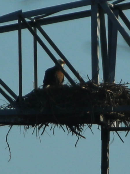 Bald Eagle - Nest: Week Ten