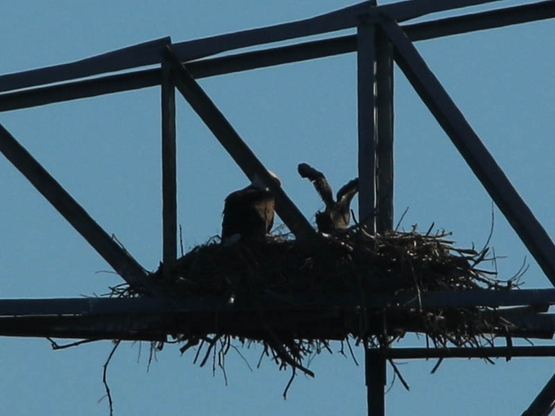 Bald Eagle - Nest: Week Ten