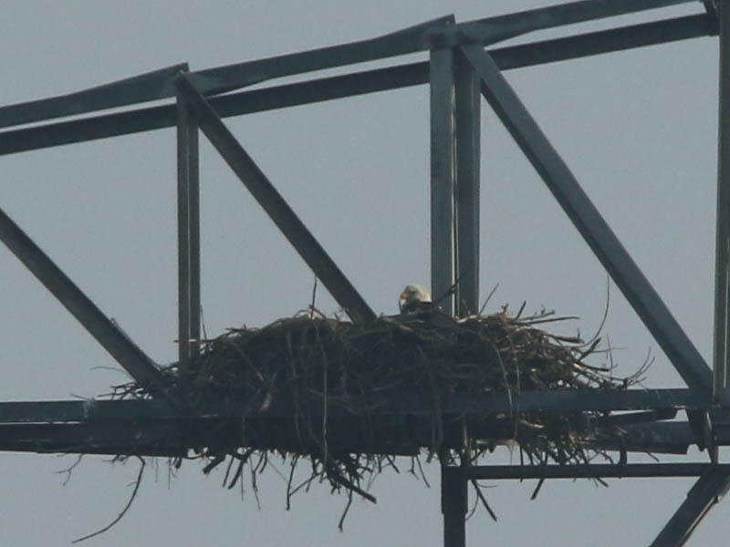 Bald Eagle - Nest: Week Seven Eaglet?