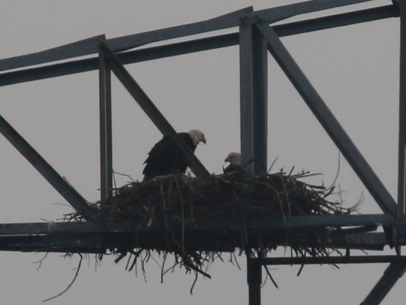 Bald Eagle - Nest: Week Seven Eaglet?
