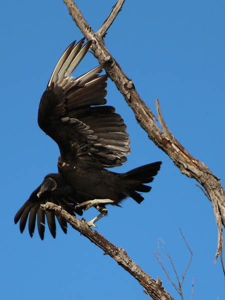 Black Vulture - Party Crashers