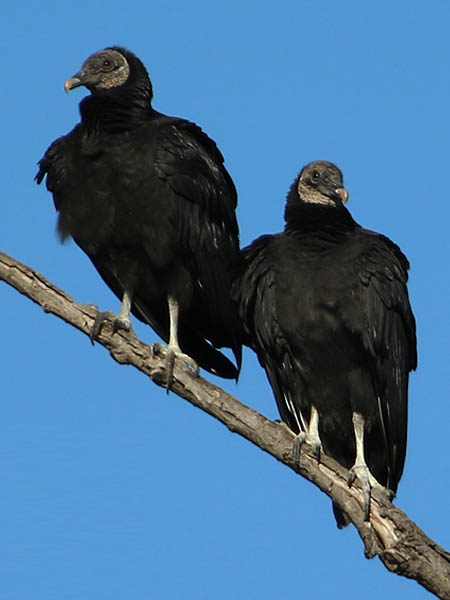 Black Vulture - Party Crashers