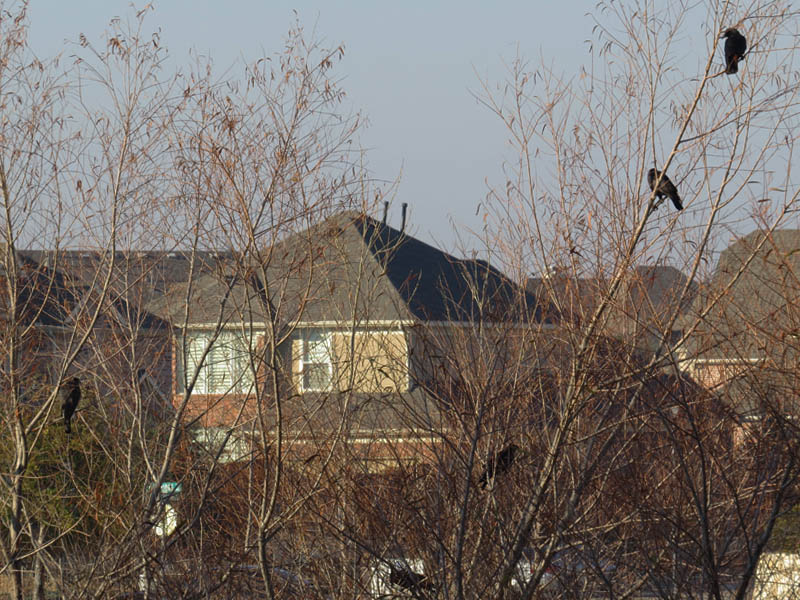 Cooper's Hawk on the left.  American Crows on the right.