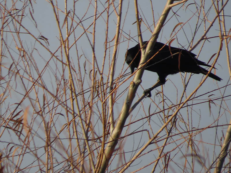 An aggressive crow focusing his wrath on the Cooper's Hawk below.