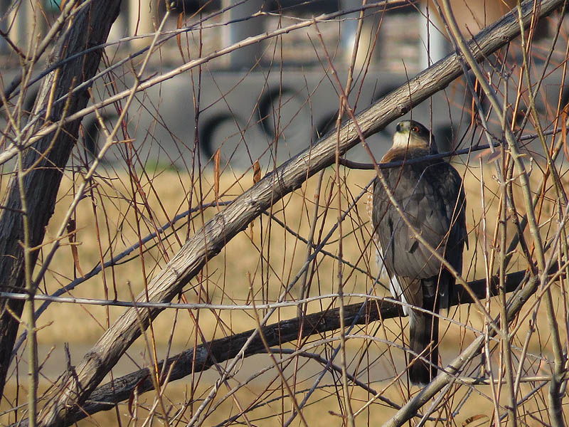 You can see in the hawk's body language that the crows have not yet given up the chase.
