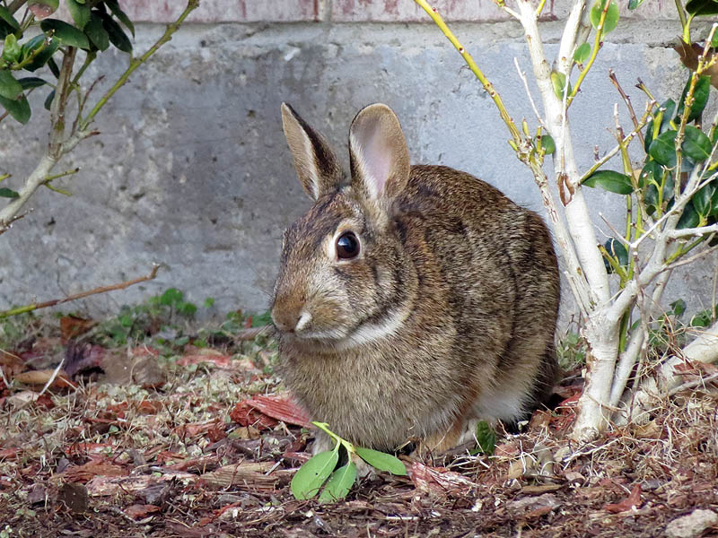 Eastern Cottontail - In the Neighborhood