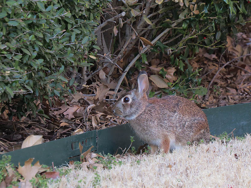 Eastern Cottontail - In the Neighborhood