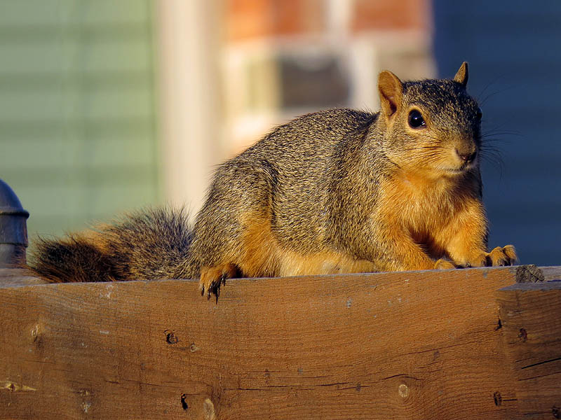 Fox Squirrel - On a Fence