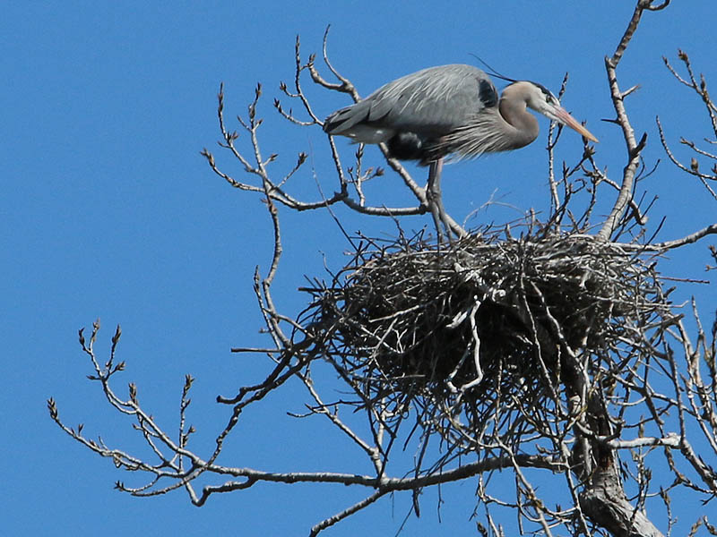 Great Blue Heron - Southlake Roost