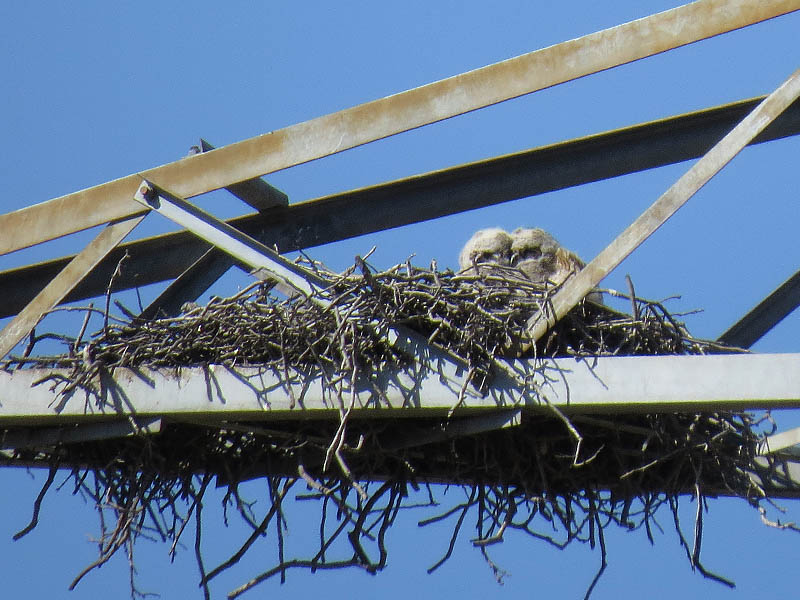 Great Horned Owl - Transmission Tower Nest