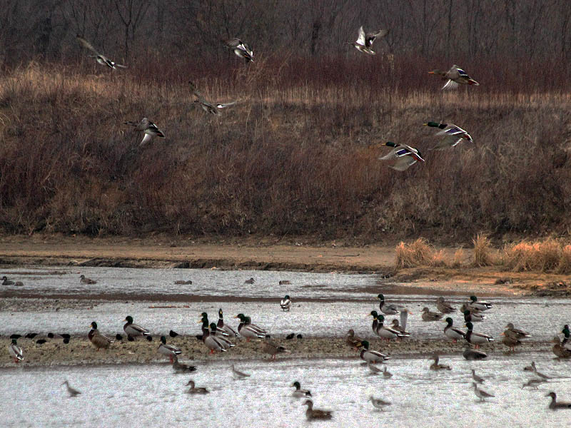Waterfowl by the hundreds were gathered along the river.