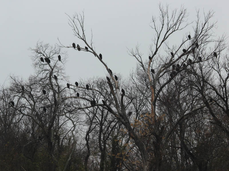Black Vultures and Turkey Vultures filled the branches of many trees along this part of the river.