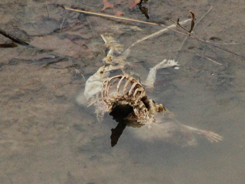 A Nutria carcass in the Trinity River.