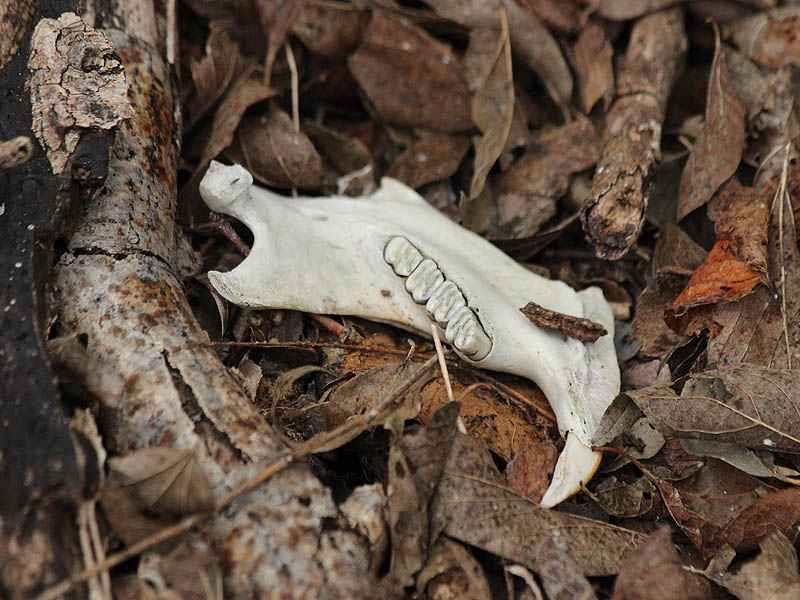 A Beaver mandible found along the way.  Beaver skeletons are the remains I encounter most frequently in these woods.