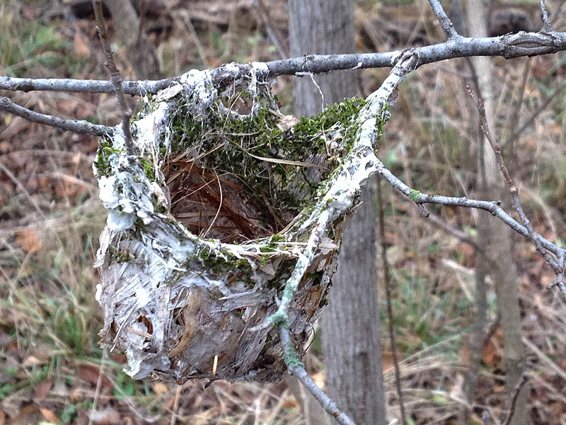 I believe this is a vireo nest of some kind.