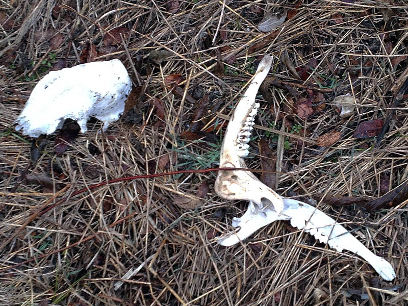 The jowbones and skull of a White-tailed Deer.