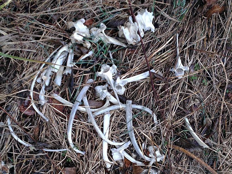 This is the most complete deer skeleton I have yet come across.