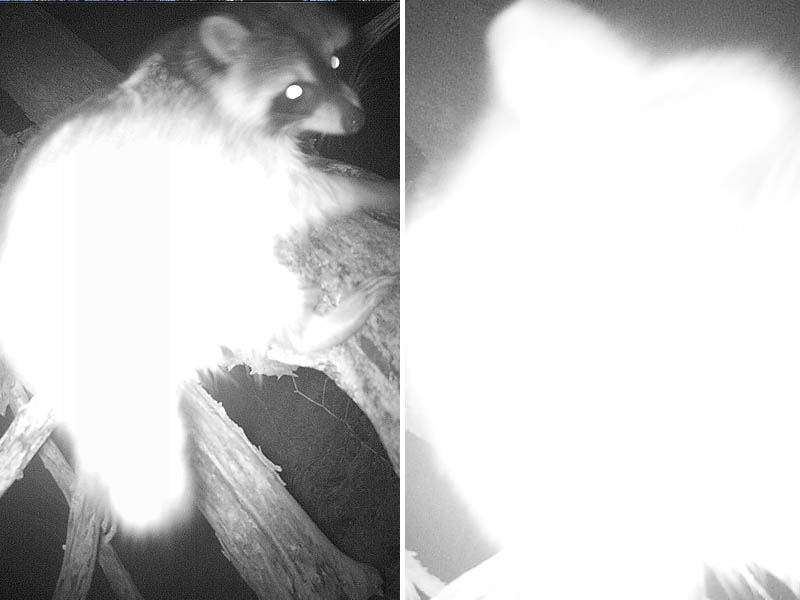 A curious Raccoon making "adjustments"  to my trail camera.