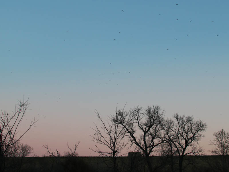 Dozens of Ring-billed Gulls streaming over the Lewisville Lake Dam at dawn.