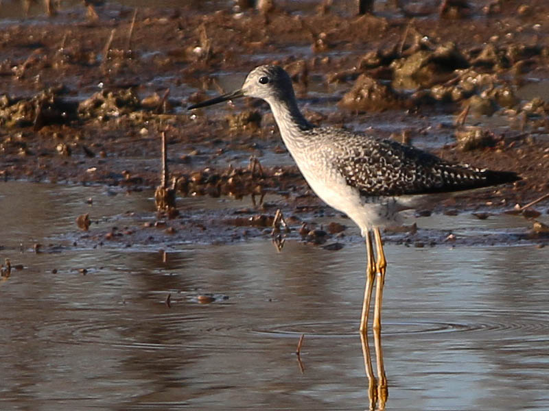 A closer look at a Greater Yellowlegs.