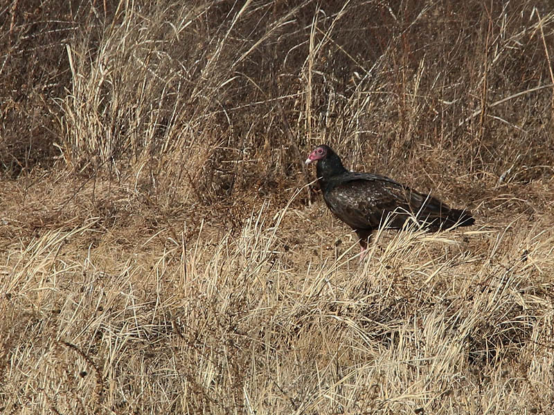 A lone Turkey Vulture landed nearby.