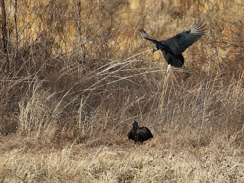 He was soon joined by a Black Vulture.
