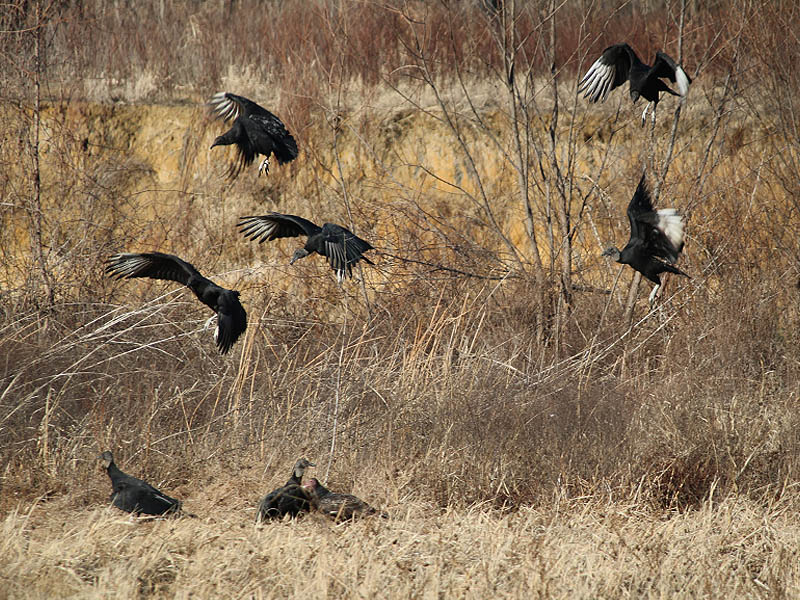 Over time many more Black Vultures arrived.