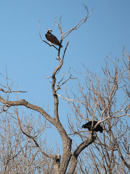 Sharing the tree with a Black Vulture.