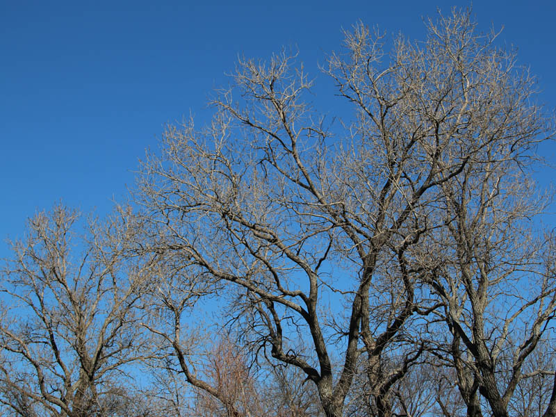 Bare branches against a brilliant blue winter sky.