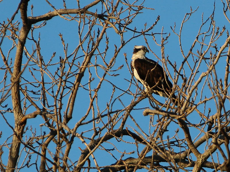 An Osprey in the branches.