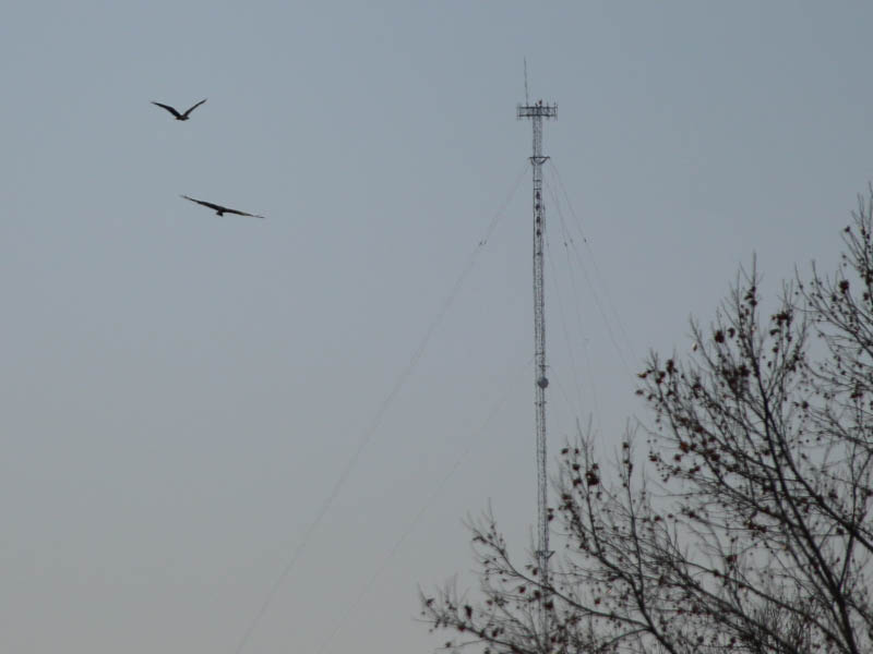A pair of Osprey flying together over the river.  One might be tempted to see this as courting behavior.