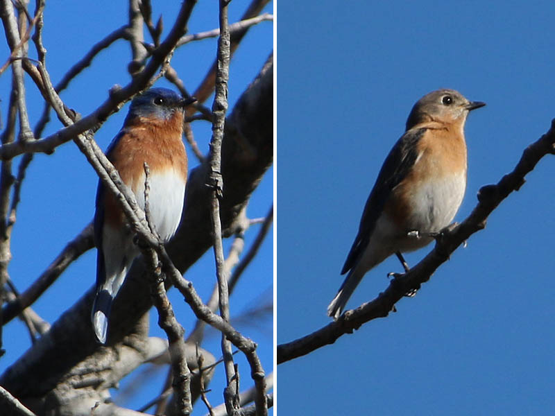 Male (left) and female (right) Eastern Bluebirds.  The female has been banded.