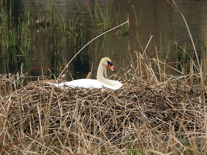 The female swan incubating her eggs.