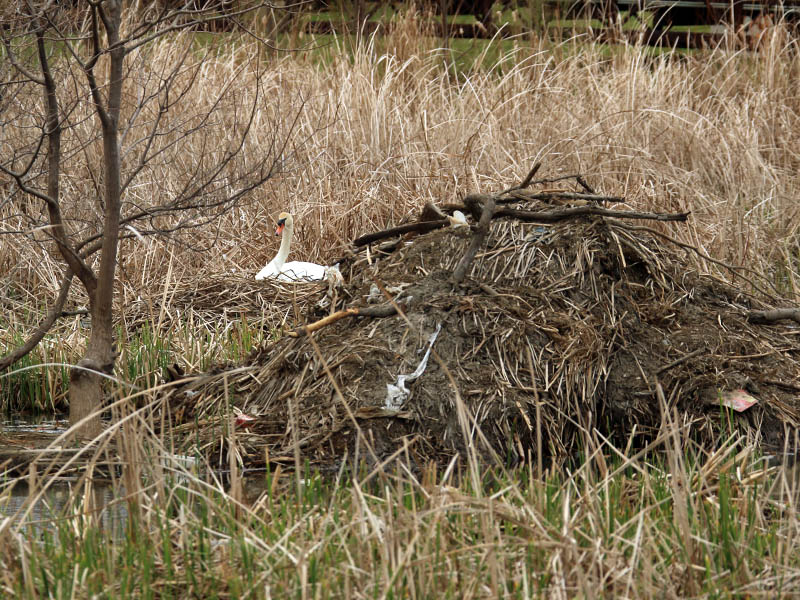 The nest is located just behind a massive beaver lodge.
