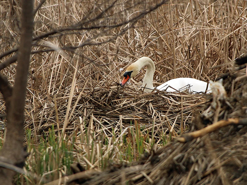 Adding reeds to the nest.