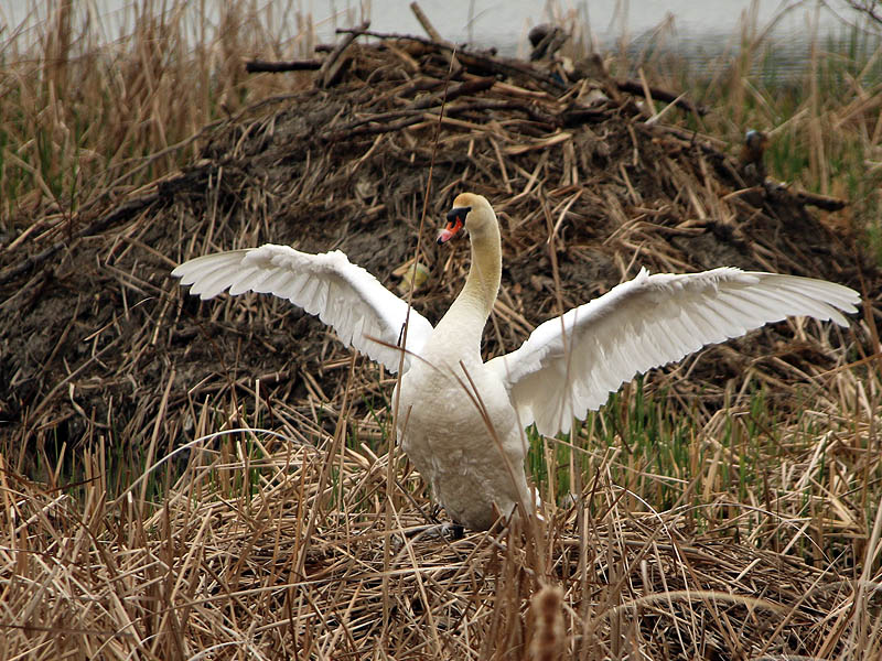 The female swan stretching her wings in front of the Beaver lodge.