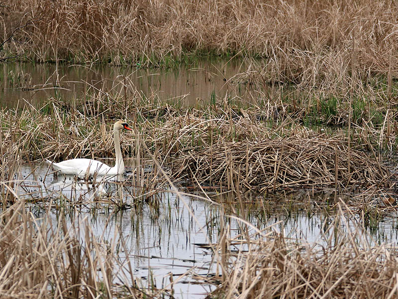 The female Mute Swan taking a little break from her incubation duties.