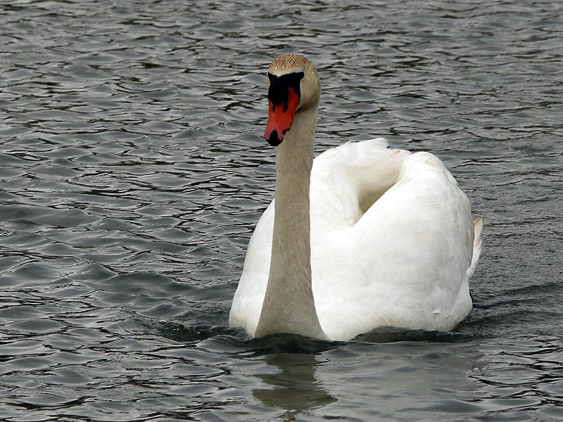 If you look closely at this picture you will see that the swans bill has a deformity on the left side.