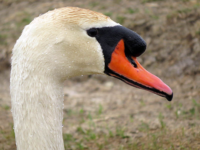 This profile of the male swan shows the bill as it should appear.