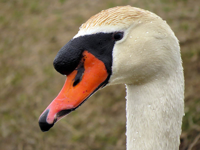 A look at the left side reveals the deformity near the end of the swan's bill.