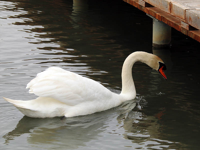 The patrolling male Mute Swan came very close to us on several occasions.