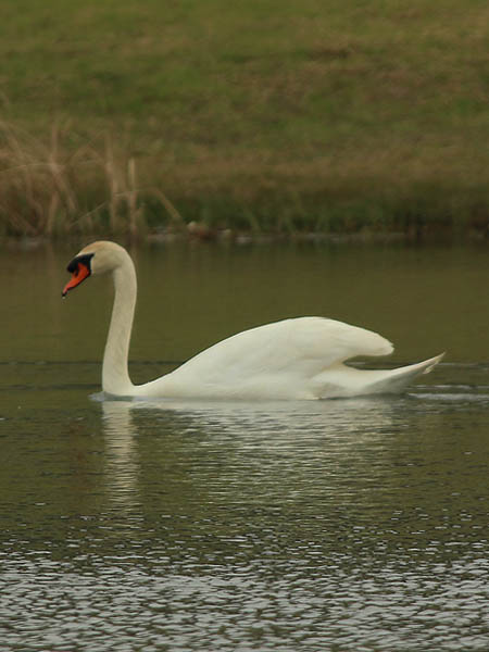 The male Mute Swan.
