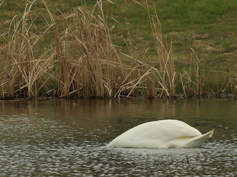The swan has his head completely submerged in order to reach the plant life at the bottom of the pond.