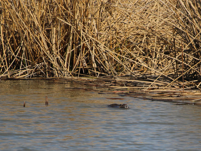 Nutria - Where There Are Reeds